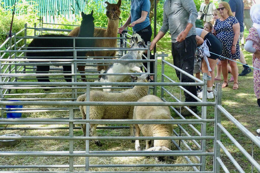 Beeston Festival 2023 Farmyard 2