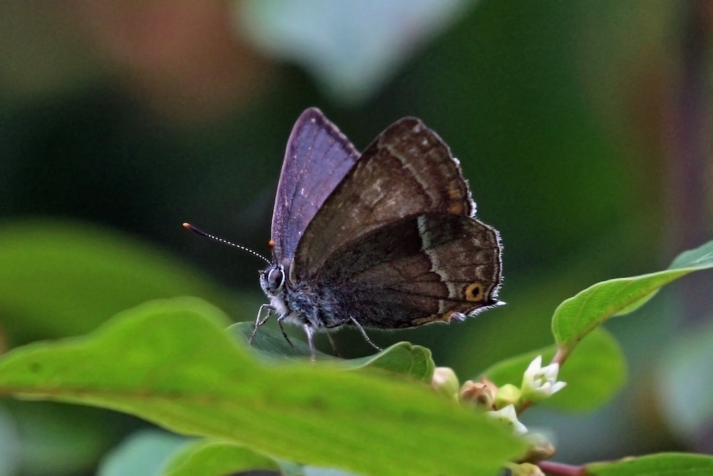 A Purple Hairstreak butterfly sitting on a leaf