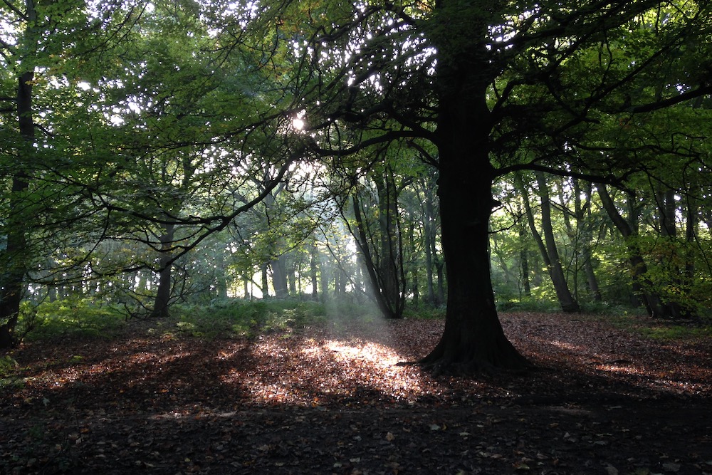 A shaft of sunshine breaks through the tree canopy to illuminate the ground to the left of a large Beech tree in Middleton Woods