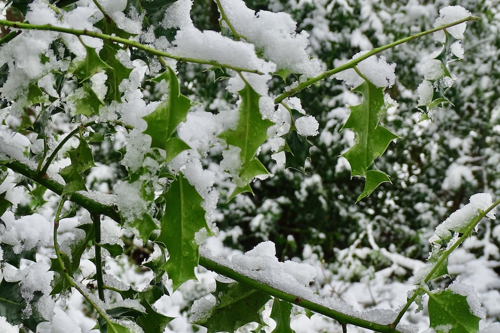 Snow 23 Holly in Middleton Park (Jeremy Morton)